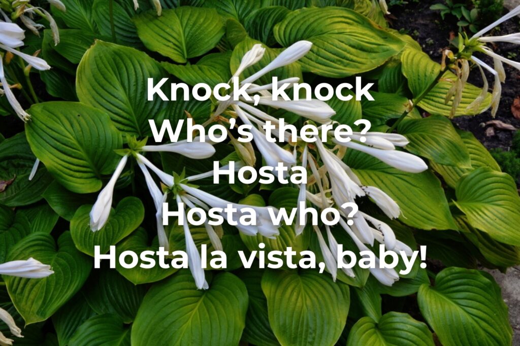 Flower Knock Knock Jokes - (image credit: weha)