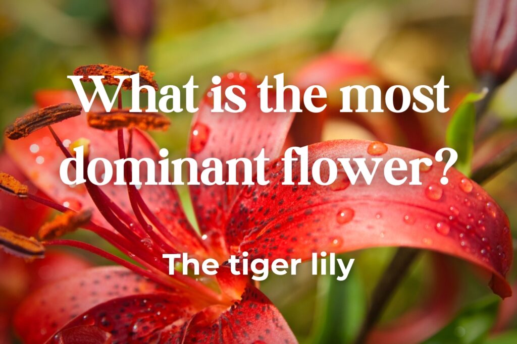 tiger lily joke - (image credit: nikolpetr)