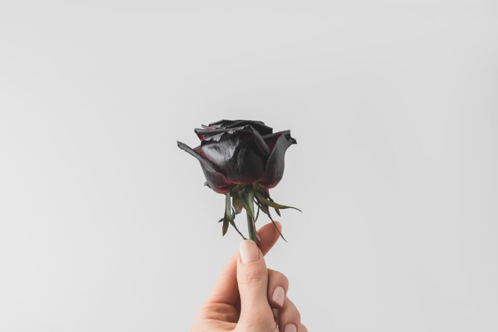 Black Rose Meaning in Relationship - (image credit: Anton Matyukha)