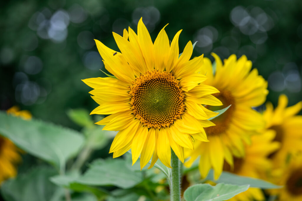 Come decapitare i girasoli - (image credit: videogomel)