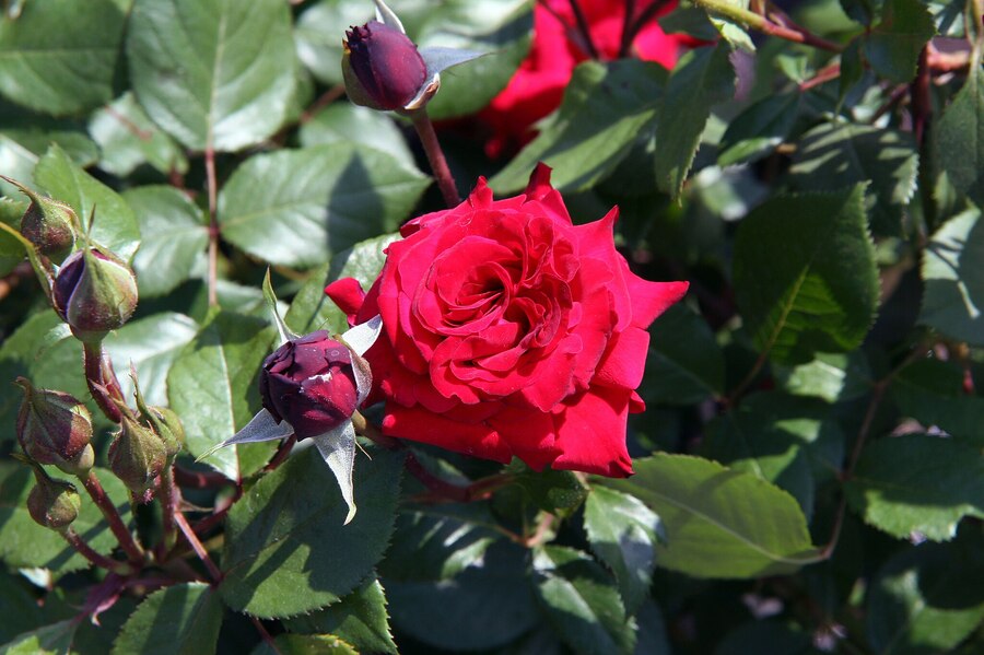 Black Cherry Rose (Rosa ‘JACreflo’) - (image credit: David J. Stang)