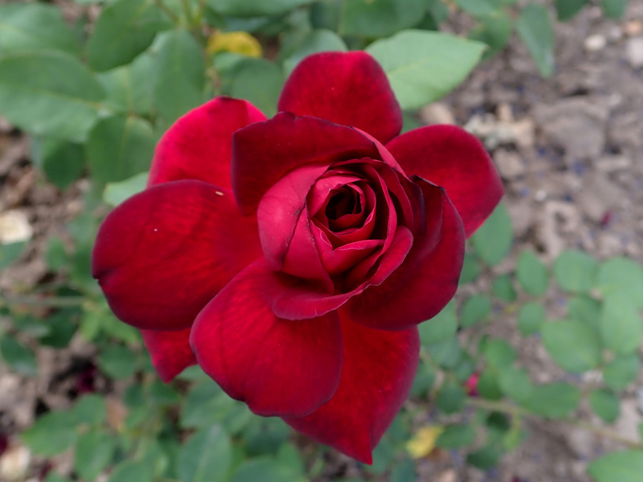 Black Velvet Rose (Rosa ‘Black Velvet’) - (image credit: Salicyna)