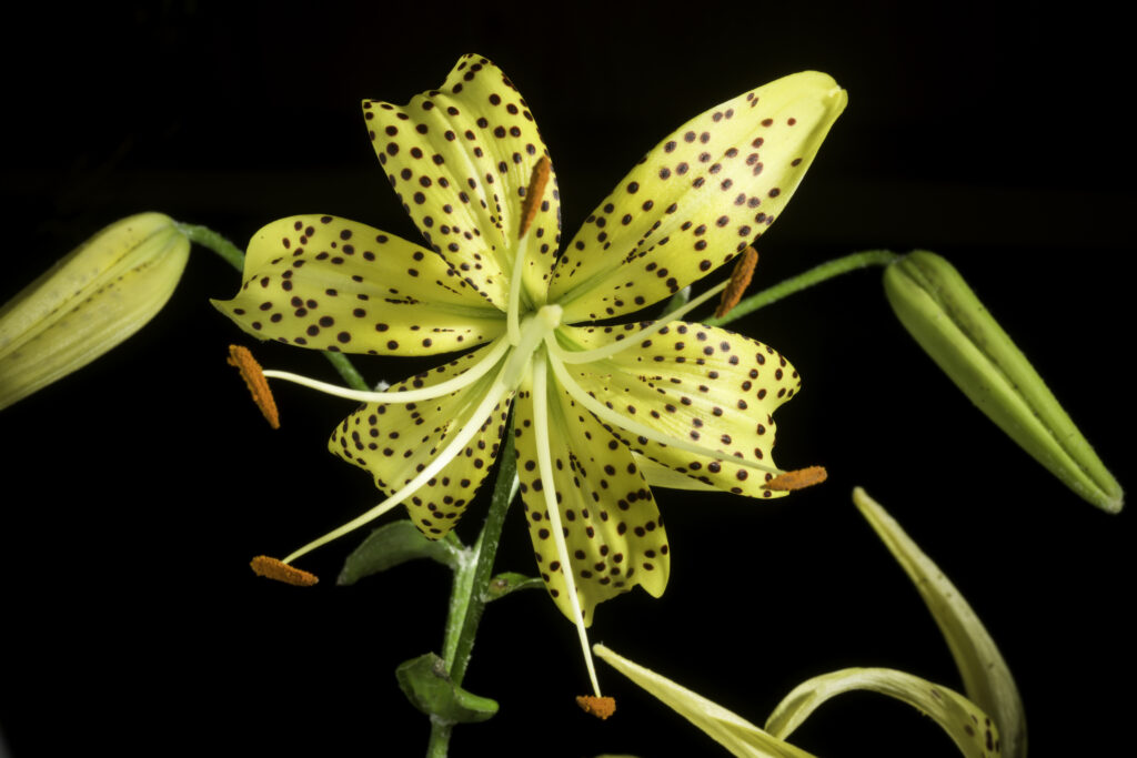 tiger lily meaning japan (image credit: Motohiro Sunouchi)