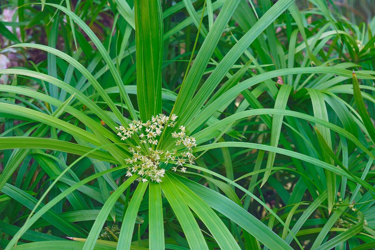 Fiore dell'ombrello Sedge