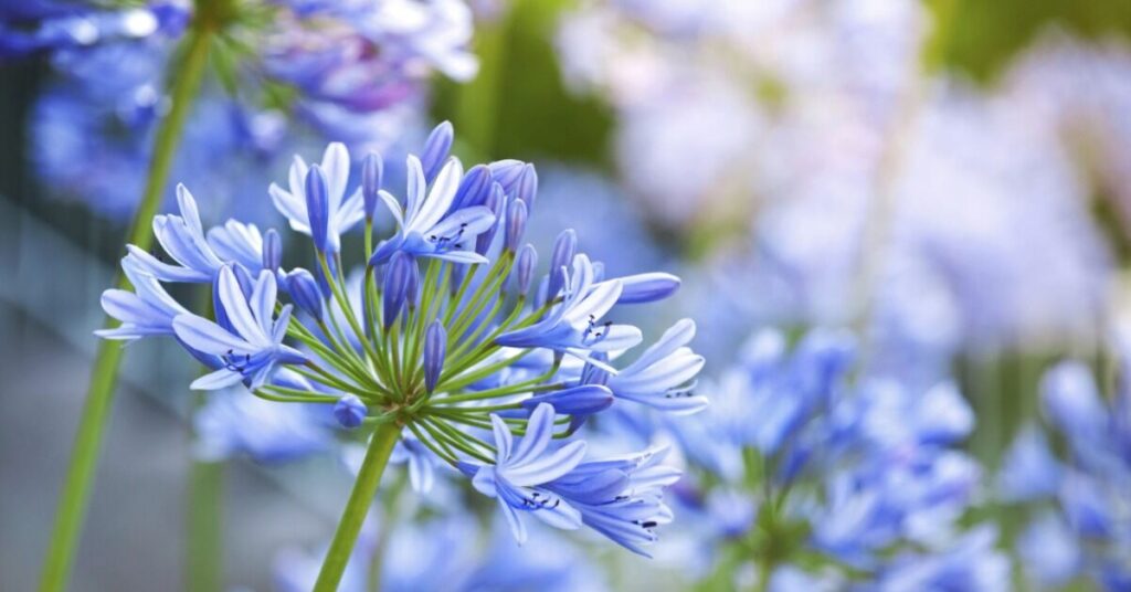 Fiore di giglio africano (Agapanthus)