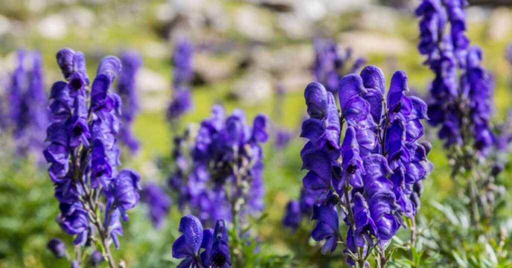  Fiore di Monkshood (Aconitum)