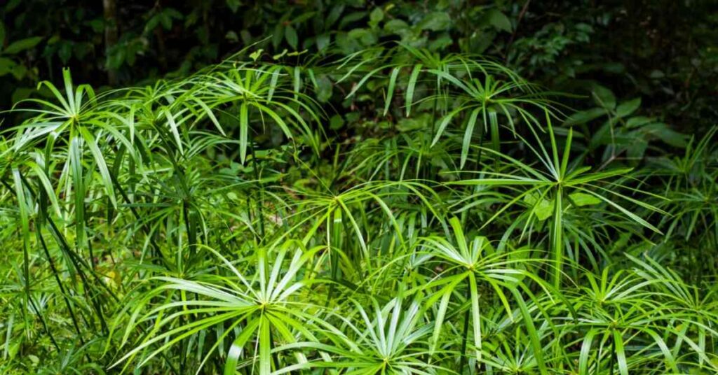 Fiore della pianta dell'ombrello (Cyperus alternifolius)