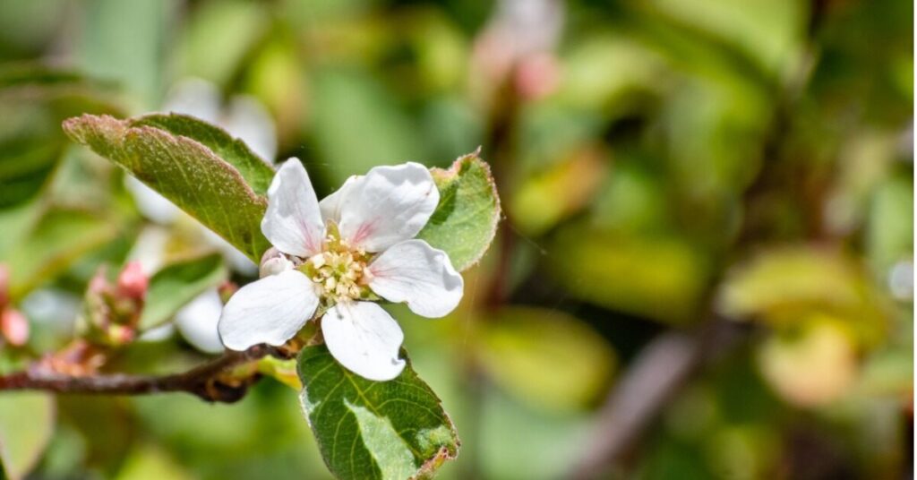 Fiore di Utah Serviceberry (Amelanchier utahensis)