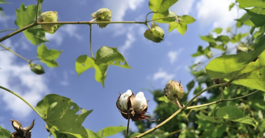 Fiore di cotone di montagna (Gossypium hirsutum)