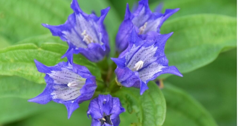 Uva Ursi Bellflower (Campanula trachelium)