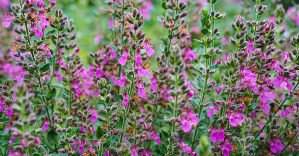 Germano reale (Teucrium chamaedrys)