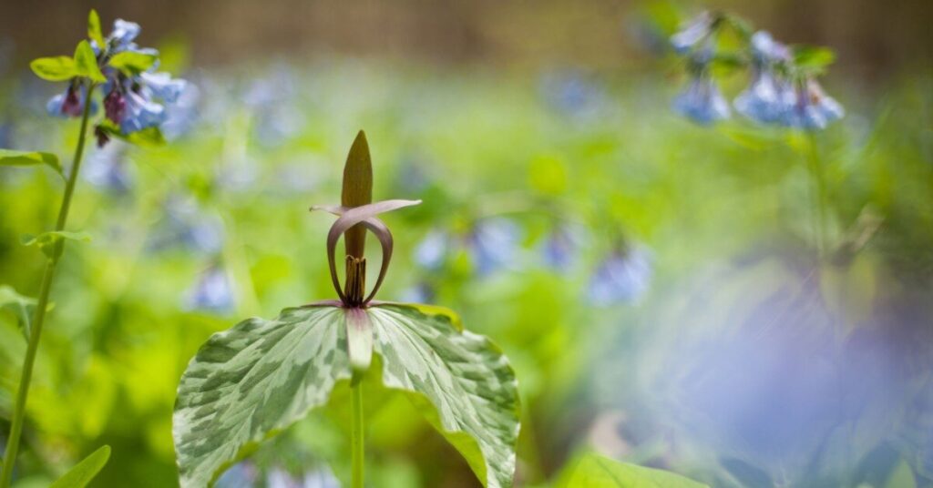 Fiore di Trillium del nord (Trillium cuneatum)