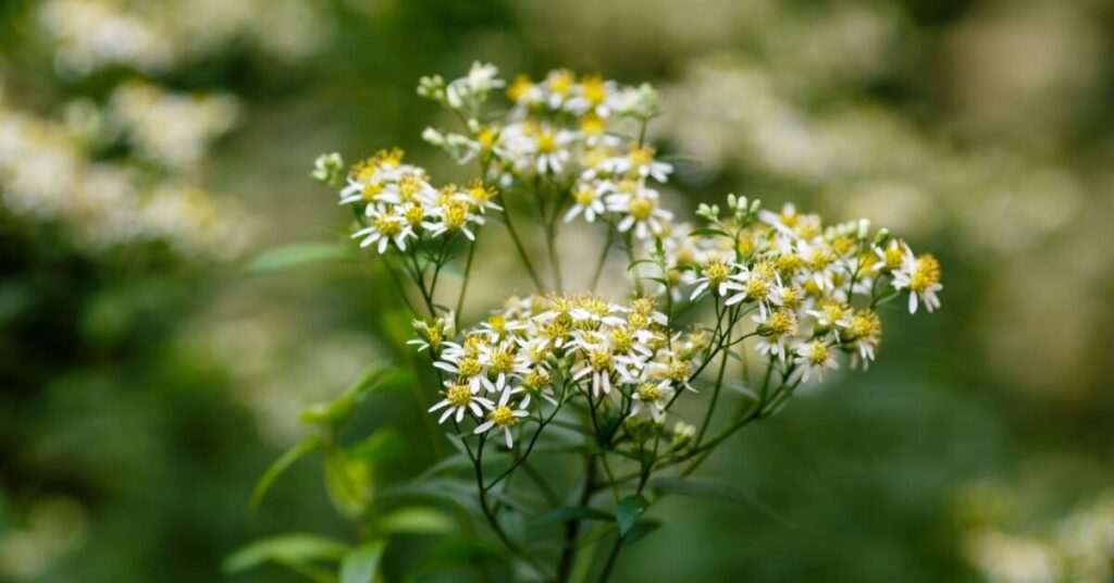 Fiore di astro bianco di montagna (Symphyotrichum weilii)