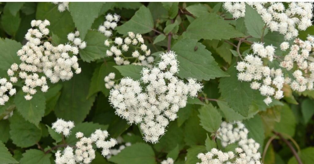 Fiore d'ossa di monte (Eupatorium sessilifolium)