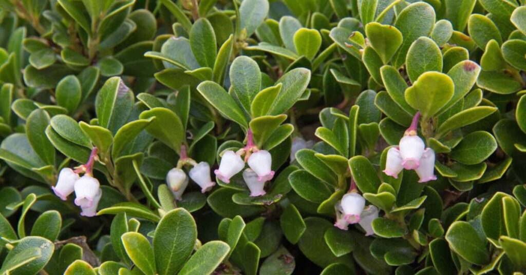 Fiore di Uva Ursi (Arctostaphylos uva-ursi)