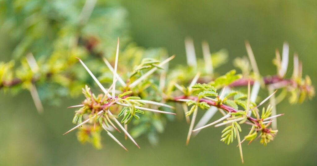 Fiore di acacia a ombrello (Vachellia tortilis)