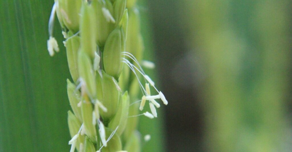 Fiore di riso montano (Oryza sativa)