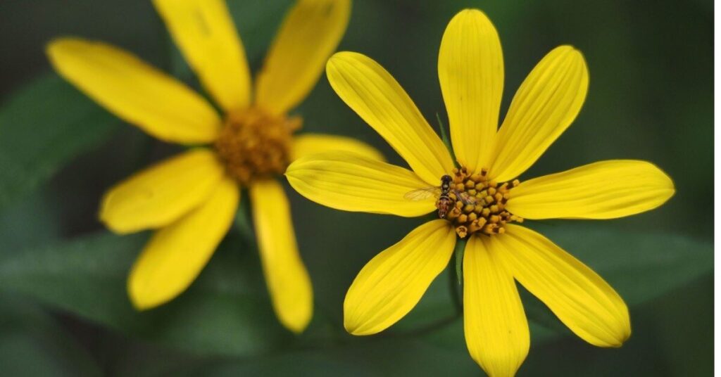 Radiata a fiore ombelicale (Helianthus schweinitzii)