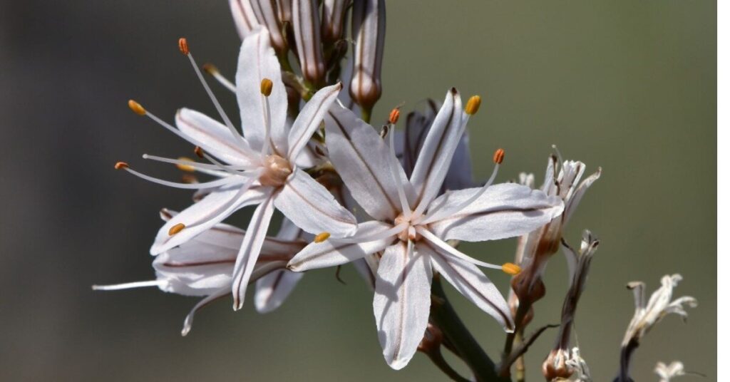 Fiore di Urginea (Urginea spp.)