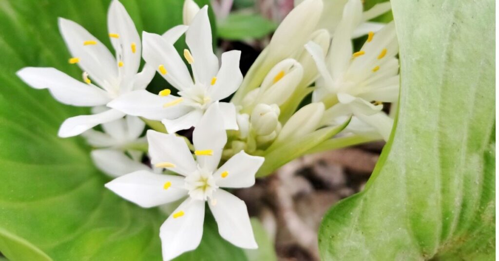 Fiore di giglio unicorno (Proiphys amboinensis)