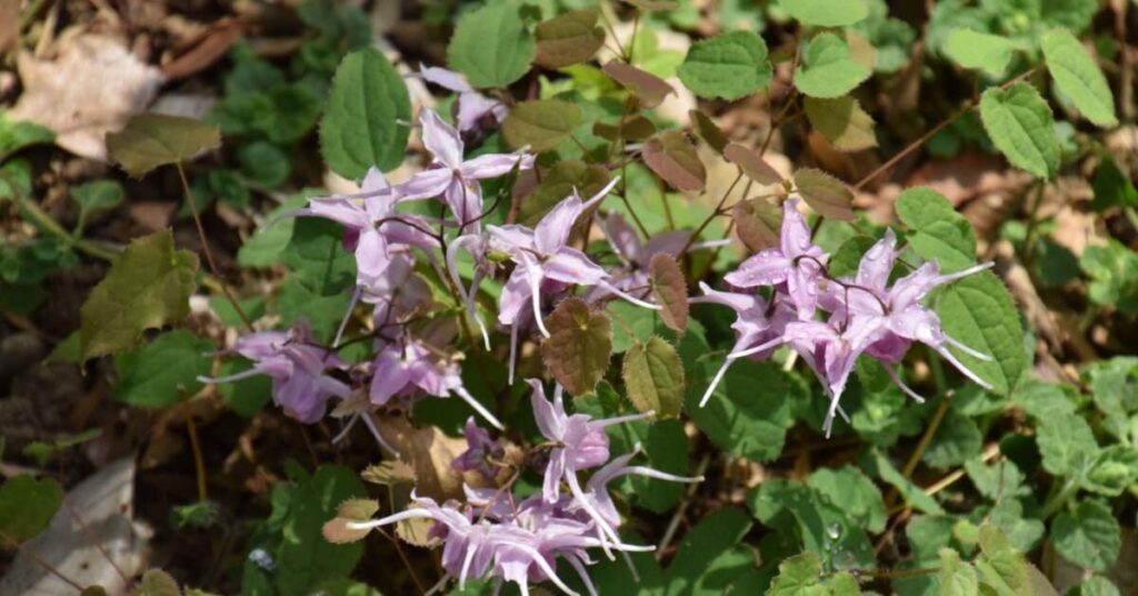 Bishop's Hat Flower (Epimedium spp.)