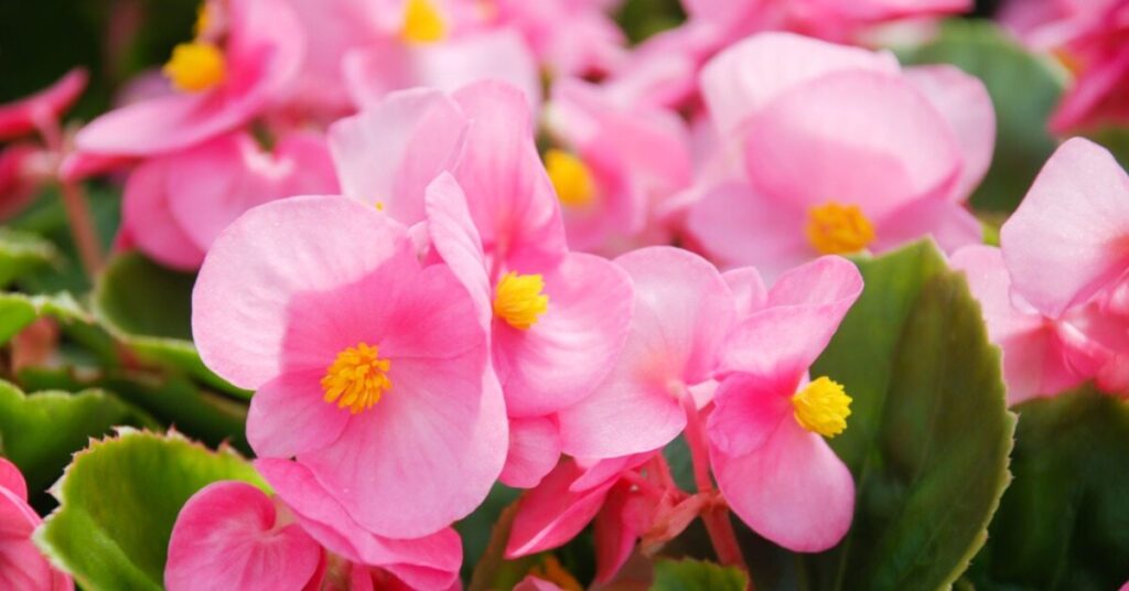 Begonia Flower (Begonia spp.)