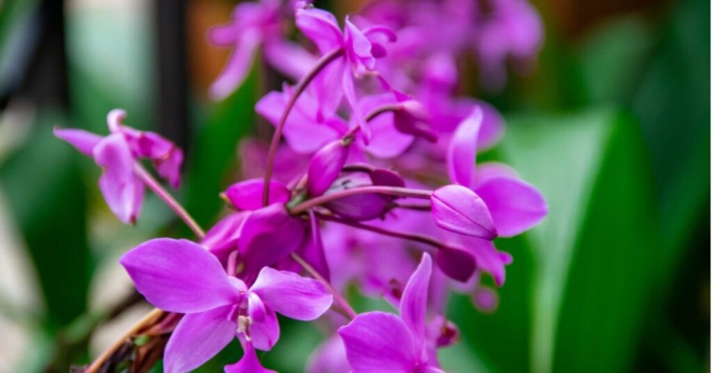 Bletilla Flower (Bletilla striata)