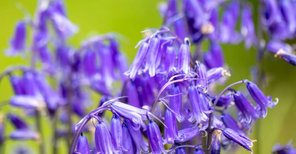 Bluebell Flower (Hyacinthoides non-scripta)