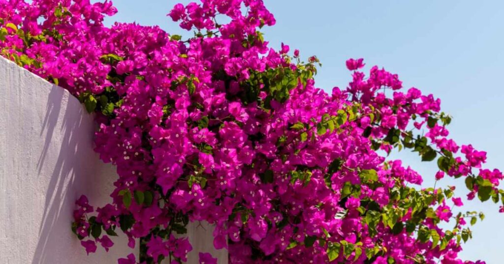 Bougainvillea Flower (Bougainvillea spp.)