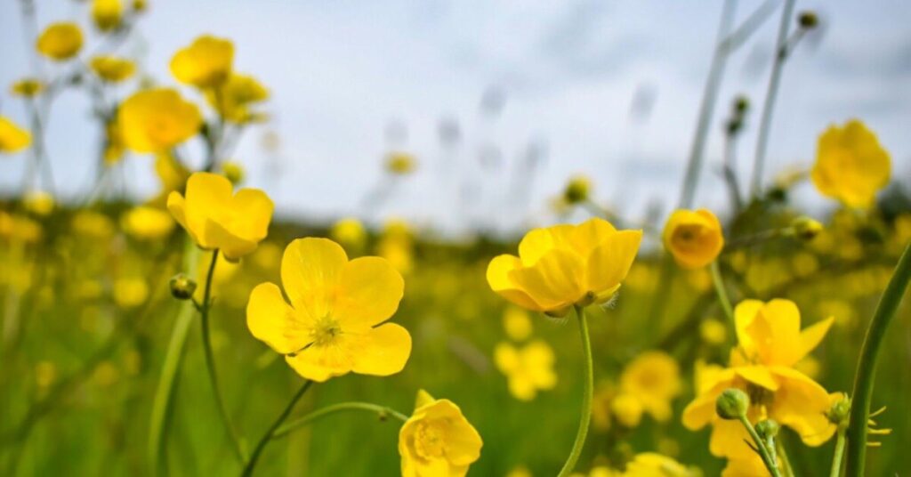 Buttercup Flower (Ranunculus spp.)