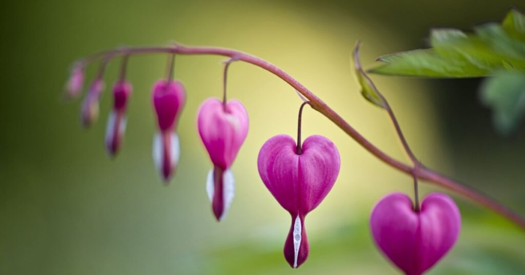 Bleeding Heart Flower (Dicentra spectabilis)