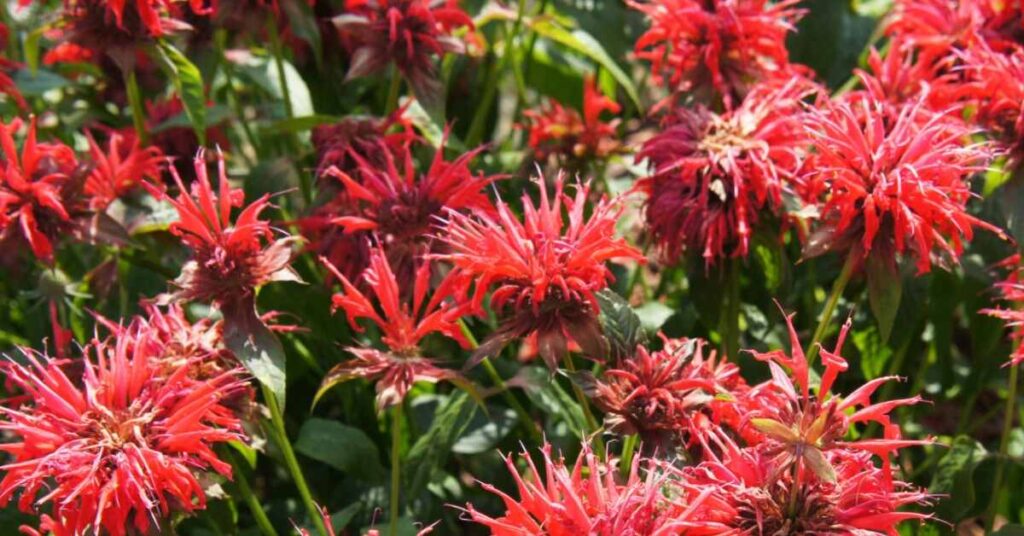 Bee Balm Flower (Monarda didyma)