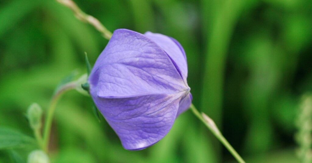 Balloon Flower (Platycodon grandiflorus)