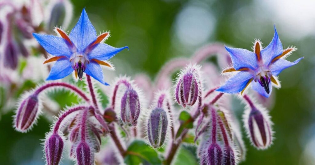 Borage Flower (Borago officinalis)