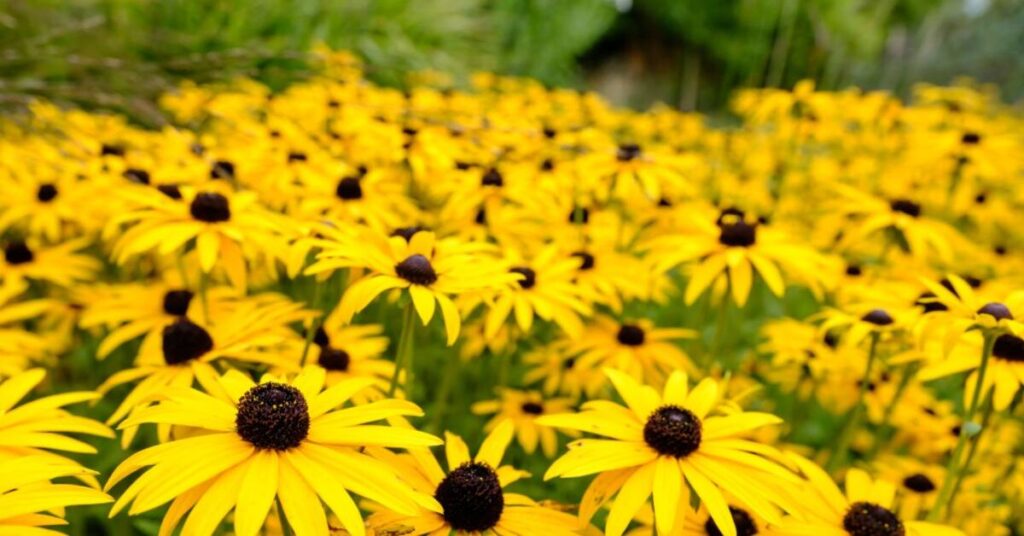 Black-eyed Susan Flower (Rudbeckia hirta)