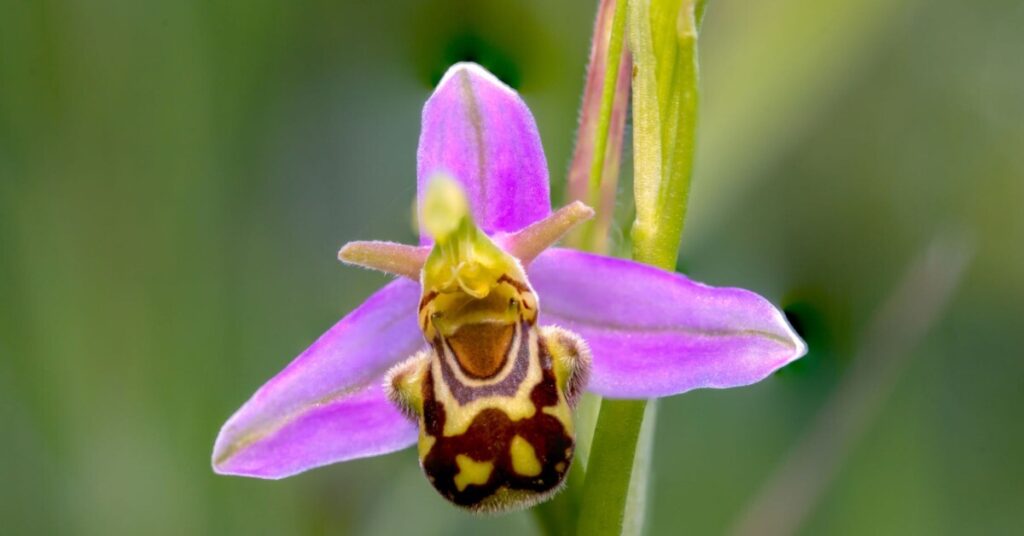 Bee Orchid  Flower (Ophrys spp.)