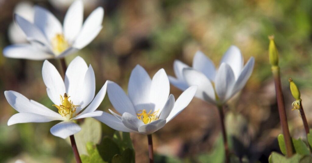 Bloodroot Flower (Sanguinaria canadensis)