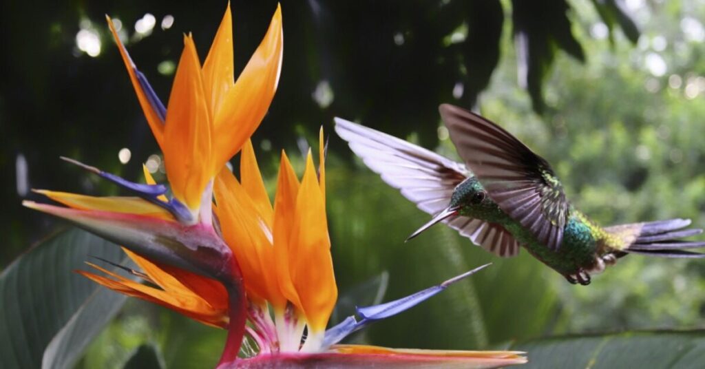 Bird of Paradise Flower (Strelitzia reginae)