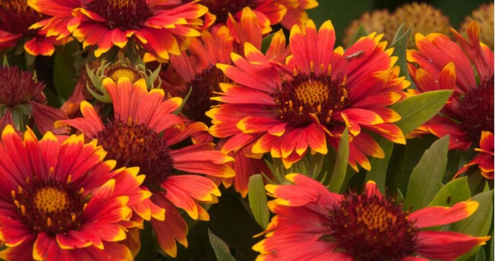 Blanket Flower (Gaillardia spp.)