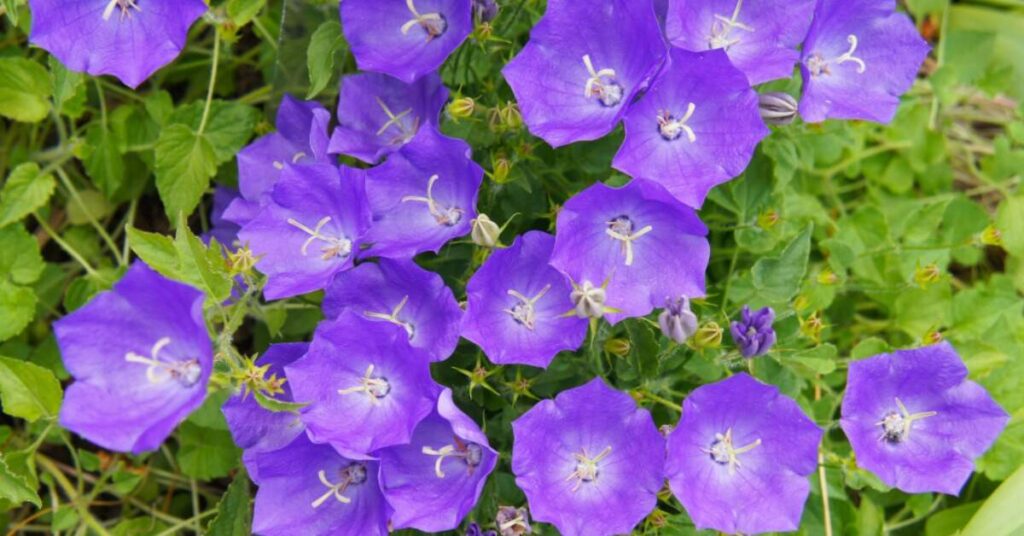 Bellflower (Campanula spp.)