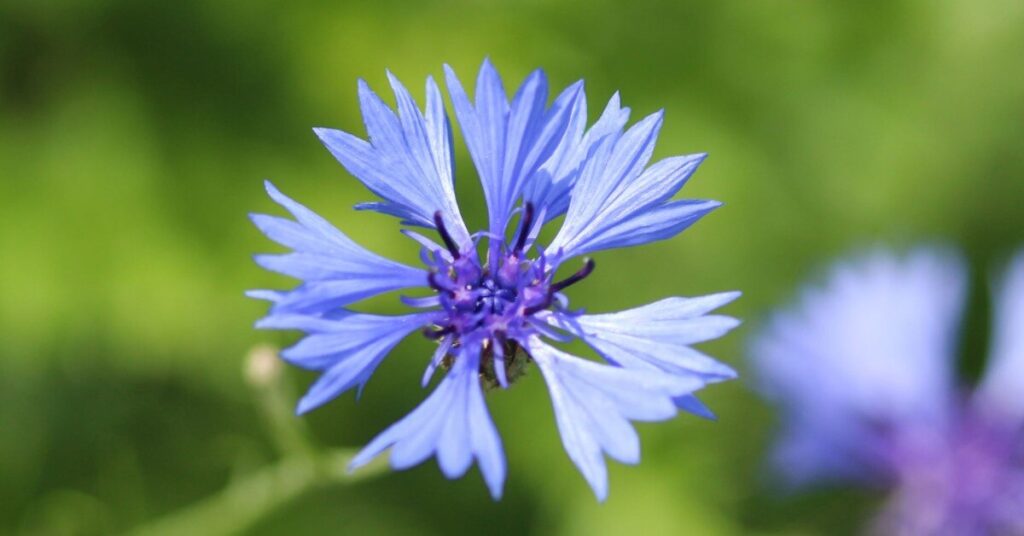 Bachelor’s Button Flower (Centaurea cyanus)