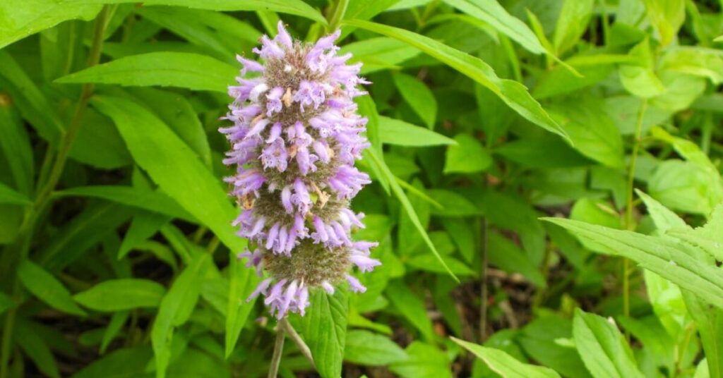 Blephilia Flower (Blephilia spp.)