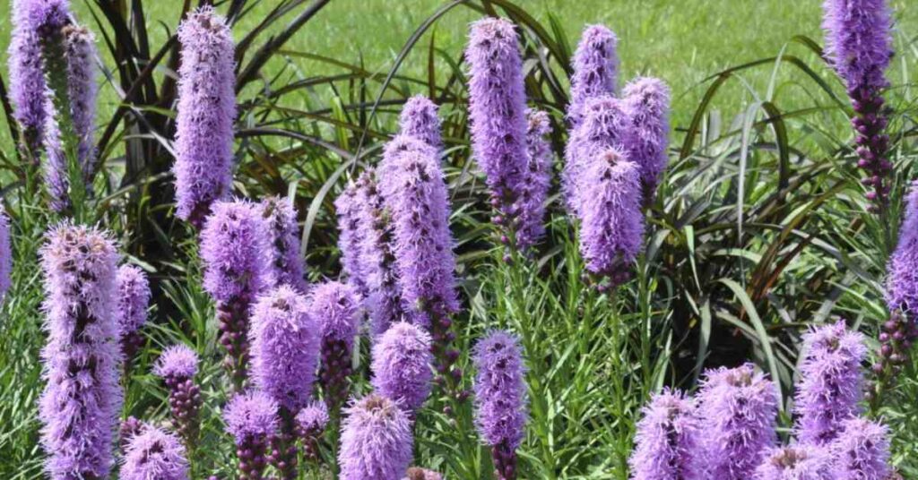 Blazing Star Flower (Liatris spp.)