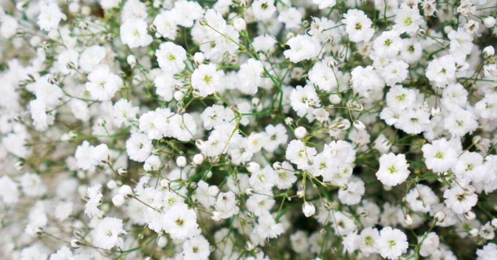 Baby's Breath Flower (Gypsophila spp.)