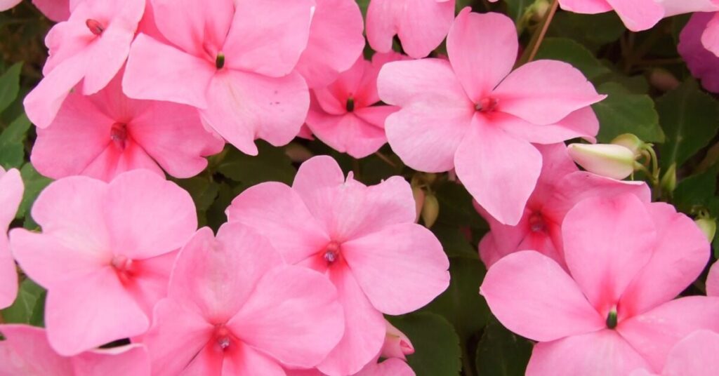 Balsam Flower (Impatiens balsamina)