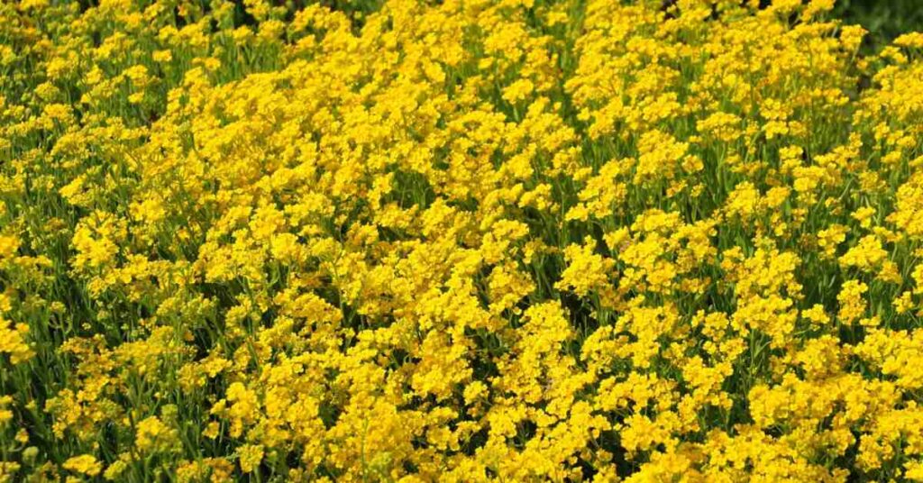 Basket of Gold Flower (Aurinia saxatilis)