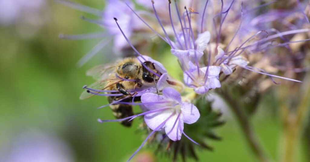 Bee Plant Flower (Cleome serrulata)