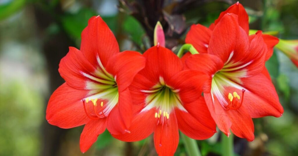 Belladonna Lily Flower (Amaryllis belladonna)