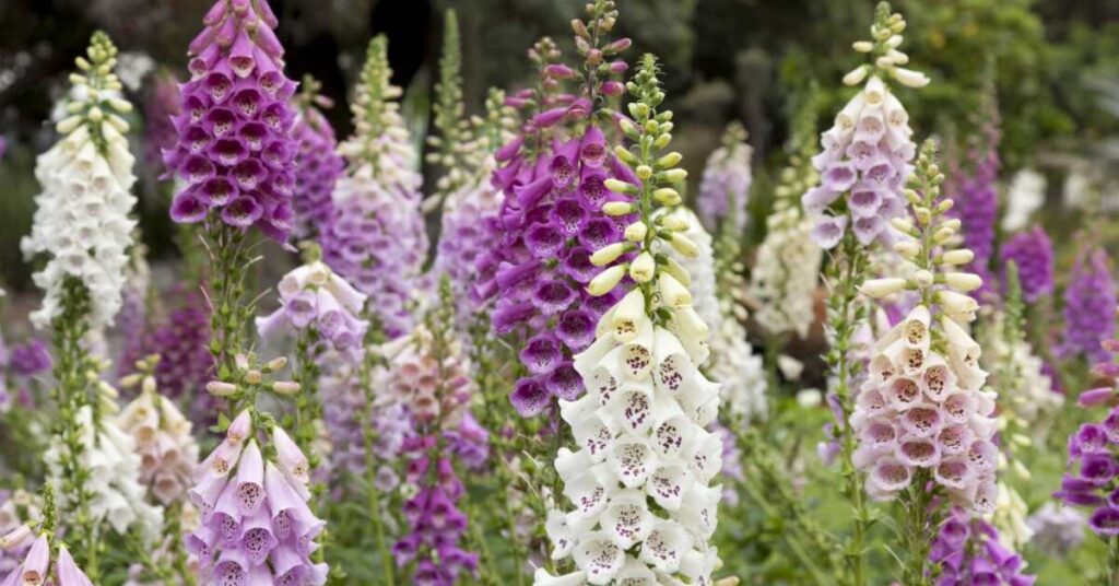 Beardtongue Flower (Penstemon spp.)