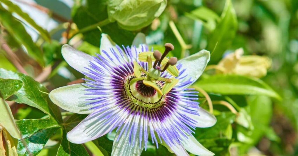 Blue Passion Flower (Passiflora caerulea)